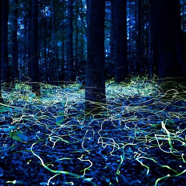 Blue ghost fireflies are shining brightly now across Western North